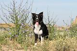 BORDER COLLIE 378